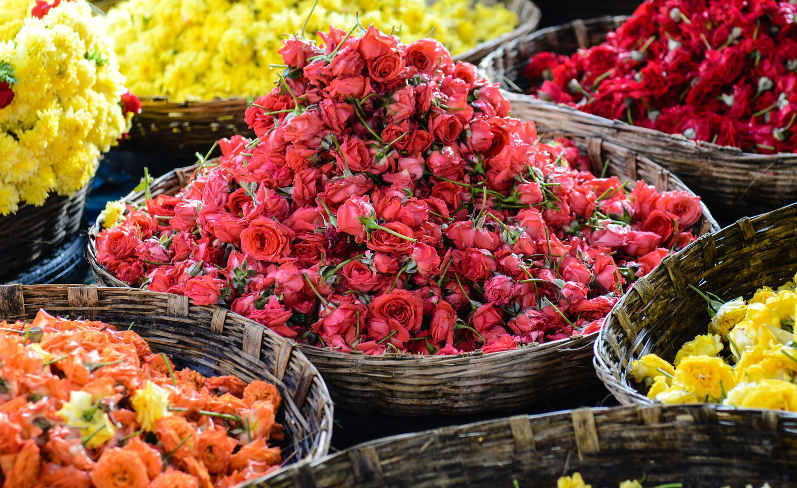 India’s small flower farms a blooming industry Economic